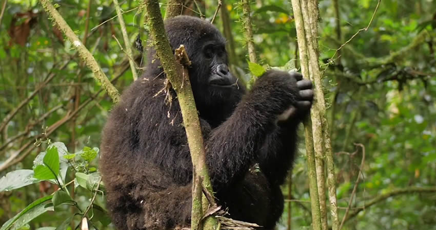 3 Days Gorilla Trekking in Bwindi