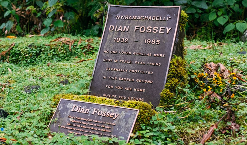 Dian Fossey Hiking Experience In Rwanda