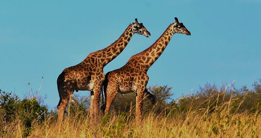 8 Days Rwanda Safari