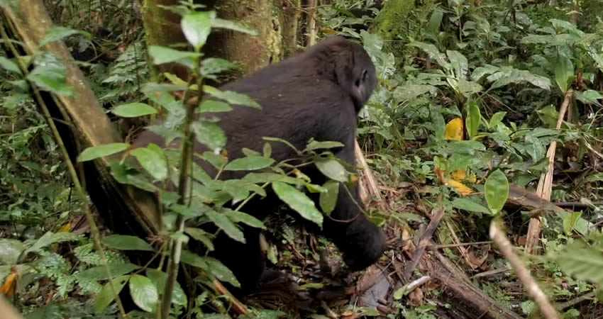5 Days Gorillas and Chimps Trekking