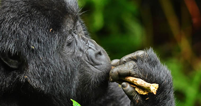 3 Days Rwanda Gorilla Trekking