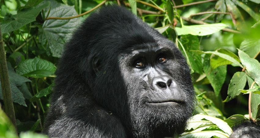 4 Days Double Gorilla Tracking Safari