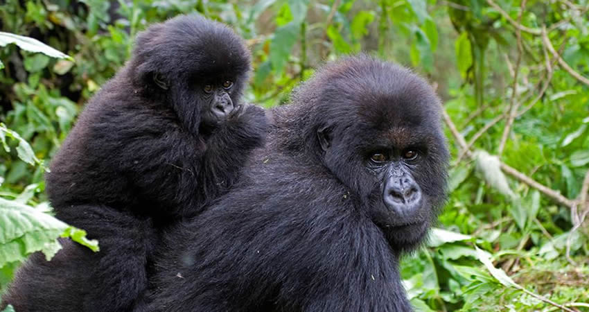 1 Day Rwanda Gorilla Trekking Tour