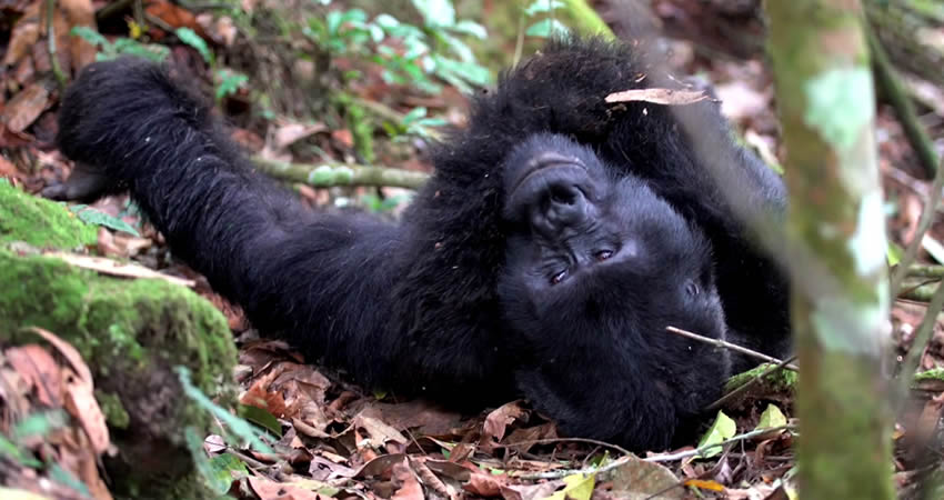 7 Best Primate Tracking Destinations In Uganda & Rwanda