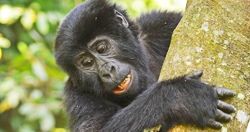 2 Days Rwanda Gorilla Trekking Safari