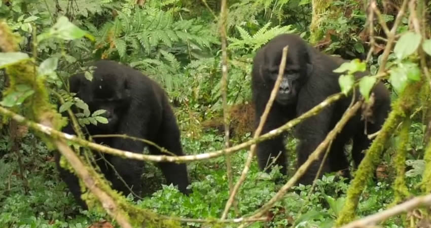 5 Days Gorillas And White Water Rafting Safari