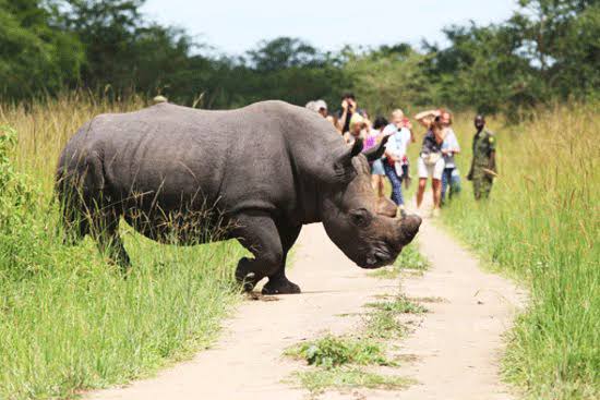 All You Need To Know About Ziwa Rhino Sanctuary