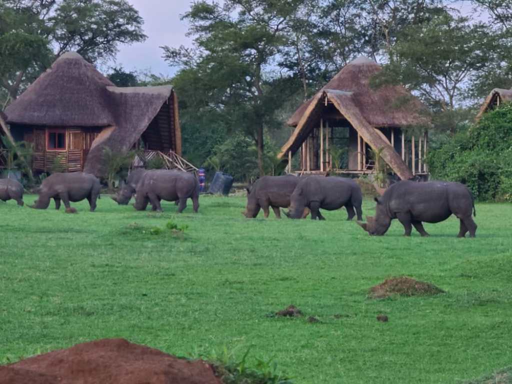 amaka lodge ziwa