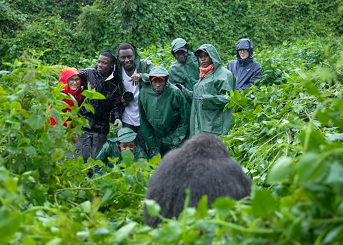 Exploring The Wild: Gorilla Trekking Adventures In Uganda