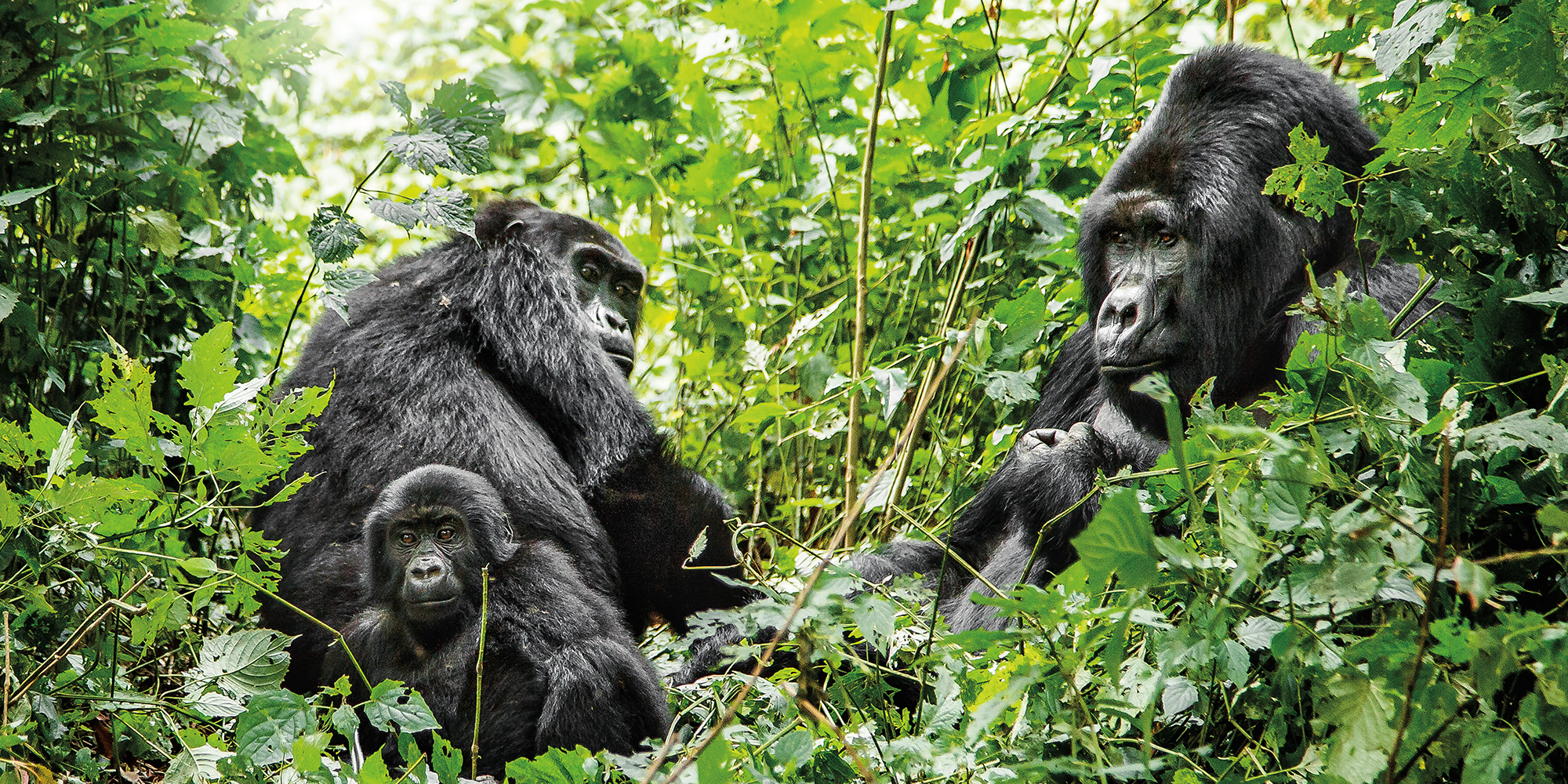 Gorilla Families In Volcanoes National Park Rwanda