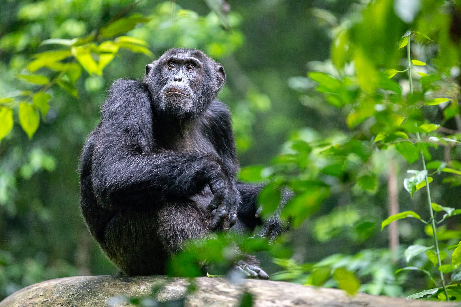 Chimpanzee Trekking Age Limit In Uganda