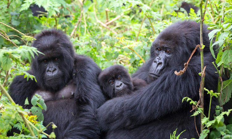 Gorillas in Africa