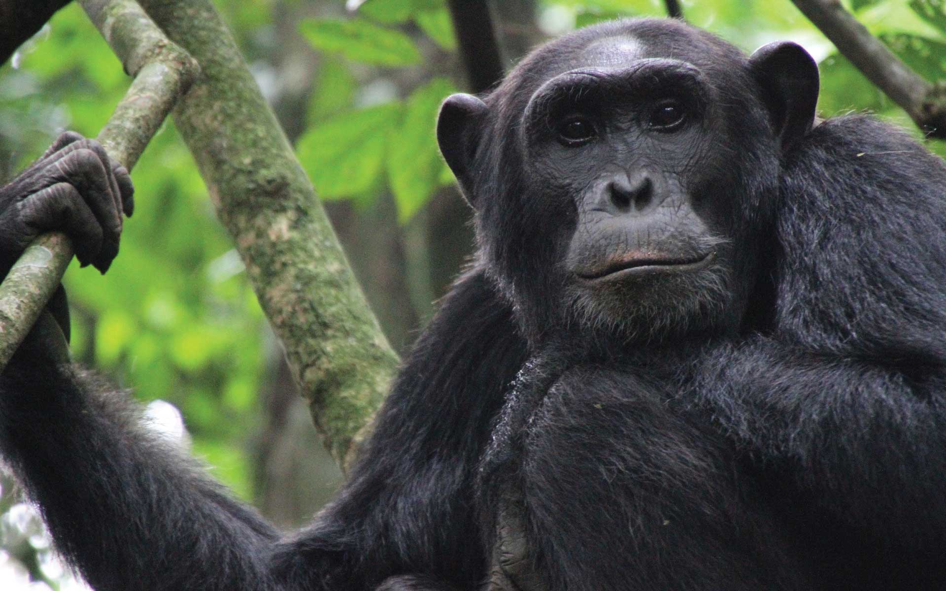 How Difficult Is Chimpanzee Trekking In Uganda