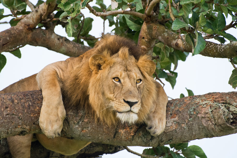 Where To See Tree Climbing Lions In East Africa