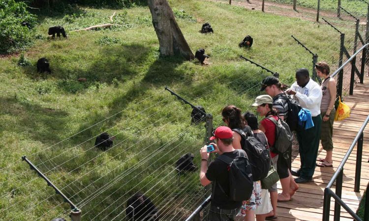Things To Do At Ngamba Island Chimpanzee Sanctuary