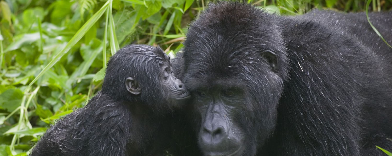 Explore Uganda: Quick Tour Guide To The Pearl Of Africa