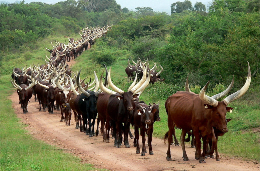 Nshenyi Cultural Village Experience – All You Need To Know