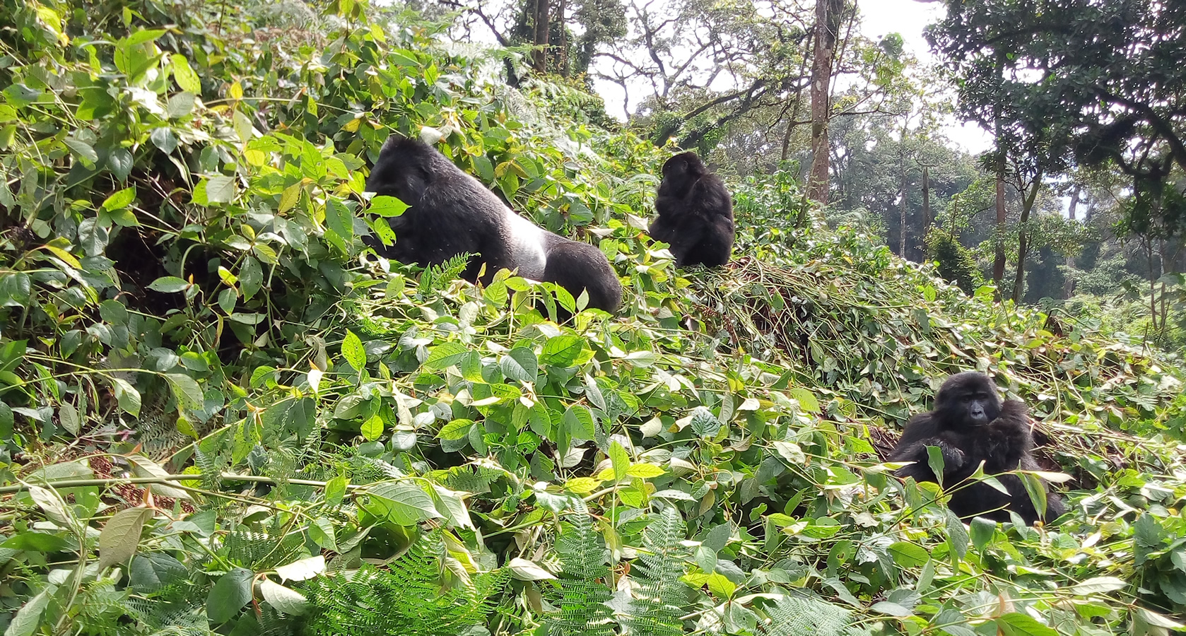 Top 5 Rental Cars Ideal For A Gorilla Safari in Uganda