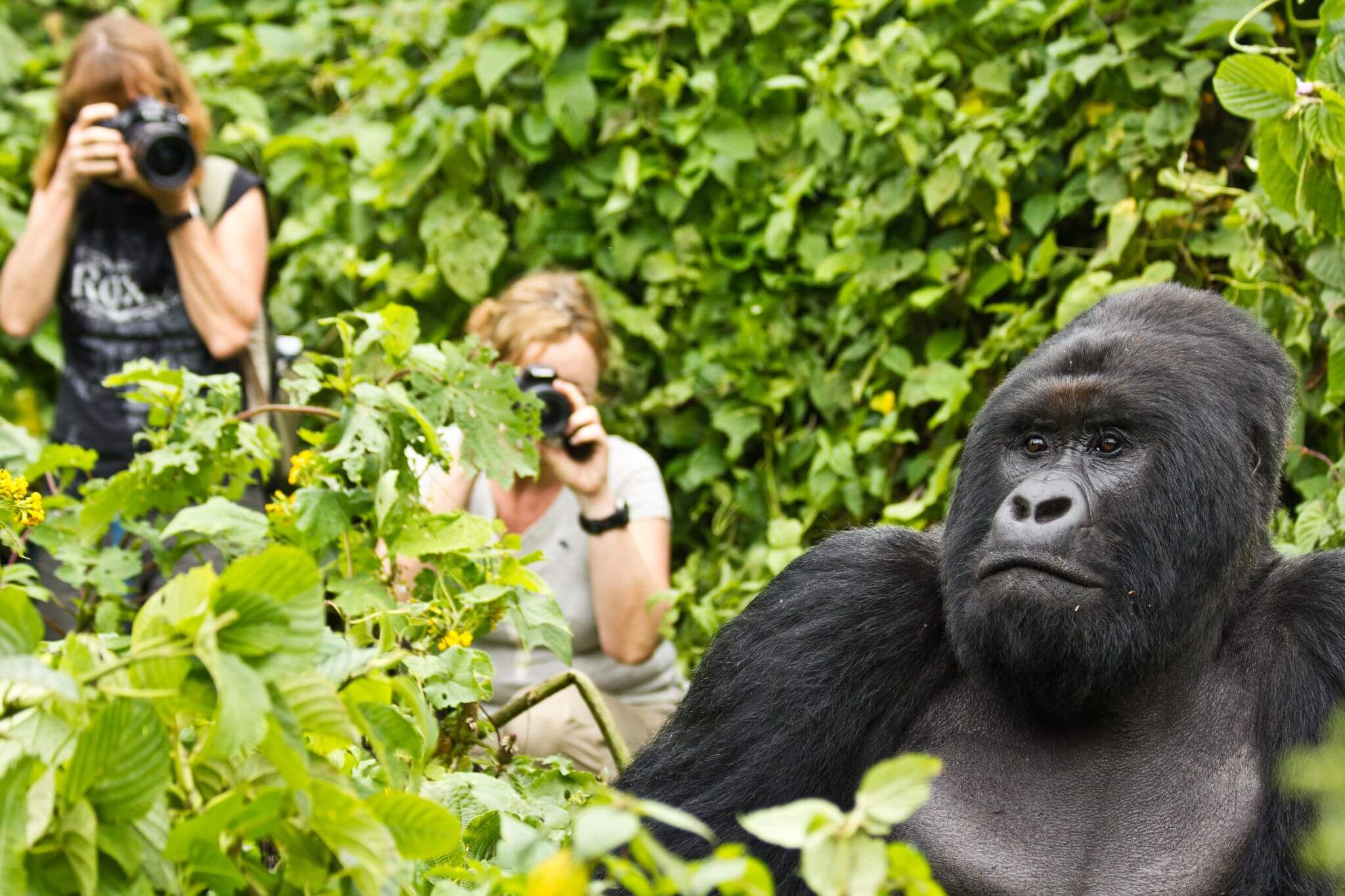 How To Choose A Gorilla Family To Trek In Uganda