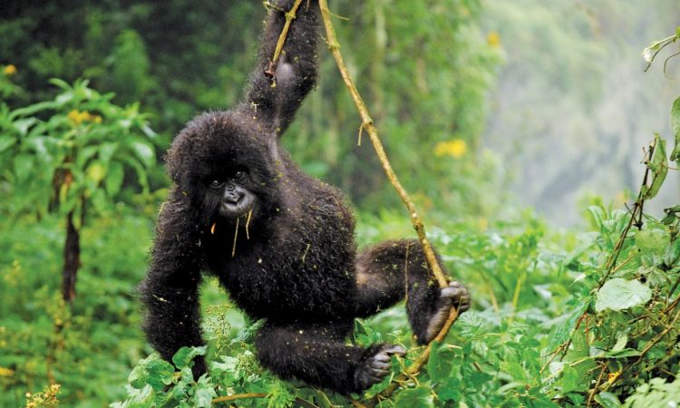 The Ultimate Guide To Gorilla Safaris In Africa