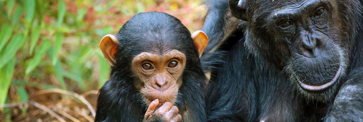 Chimpanzee Trekking & Forest Walks In Murchison Falls Park