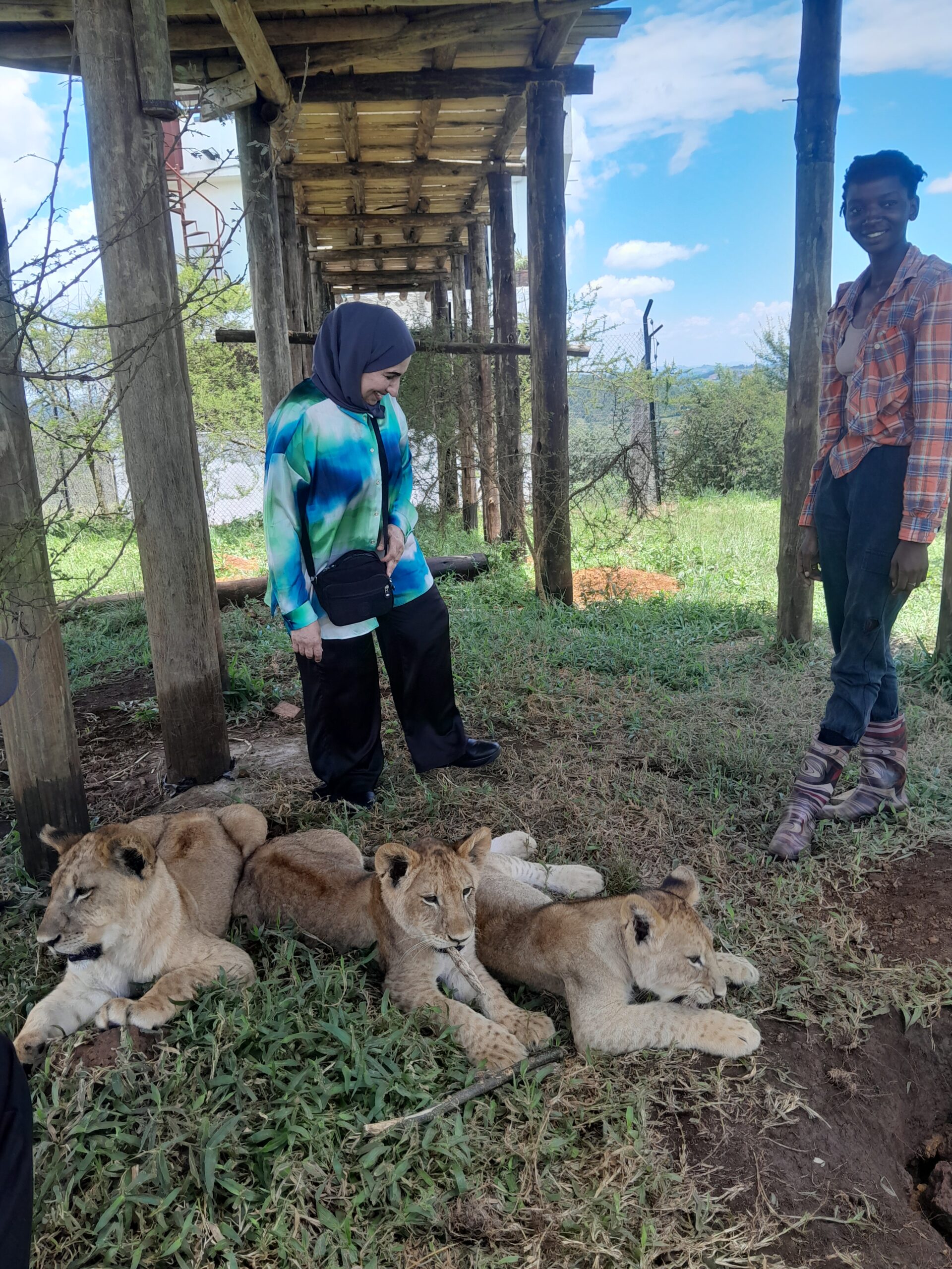 Up Close With Lions: The Unique Experience At Uganda’s CTC