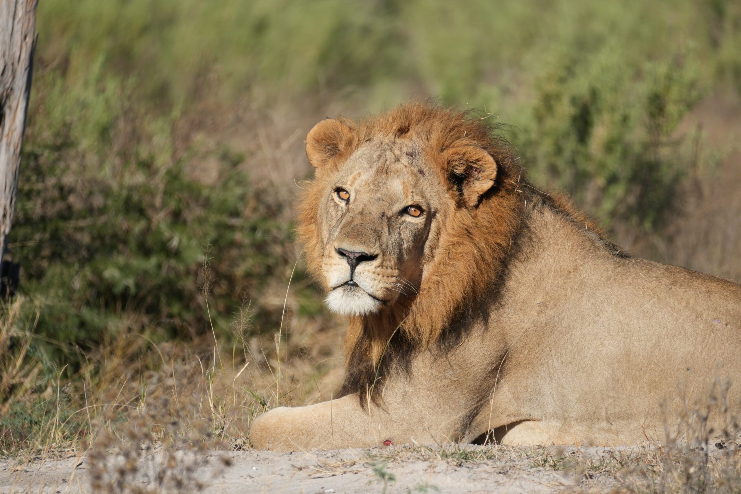 The Big Wild Cats Of Uganda: Guardians Of The Savanna