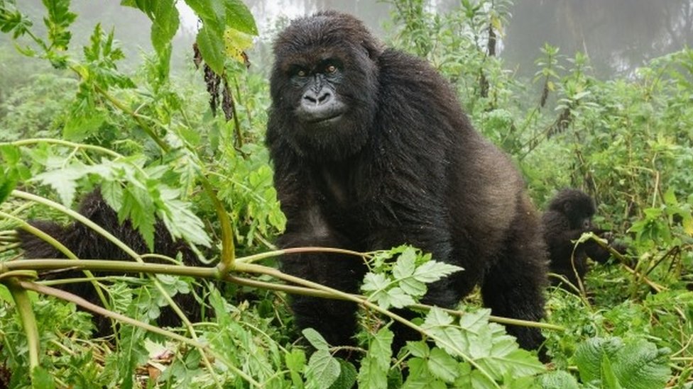 gorilla trekking