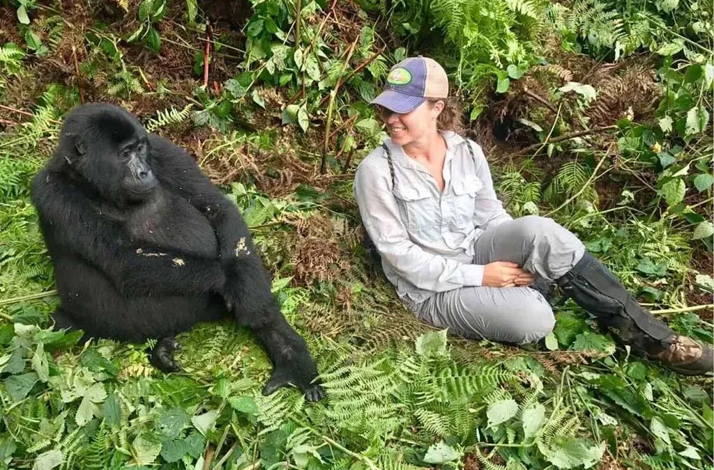gorilla habituation in Bwindi forest Uganda