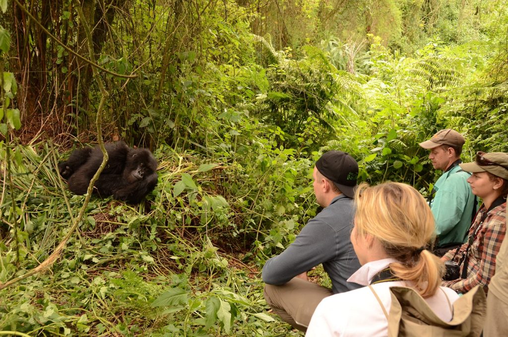 $1500 For 4 Hours: Uganda Gorilla Habituation Experience