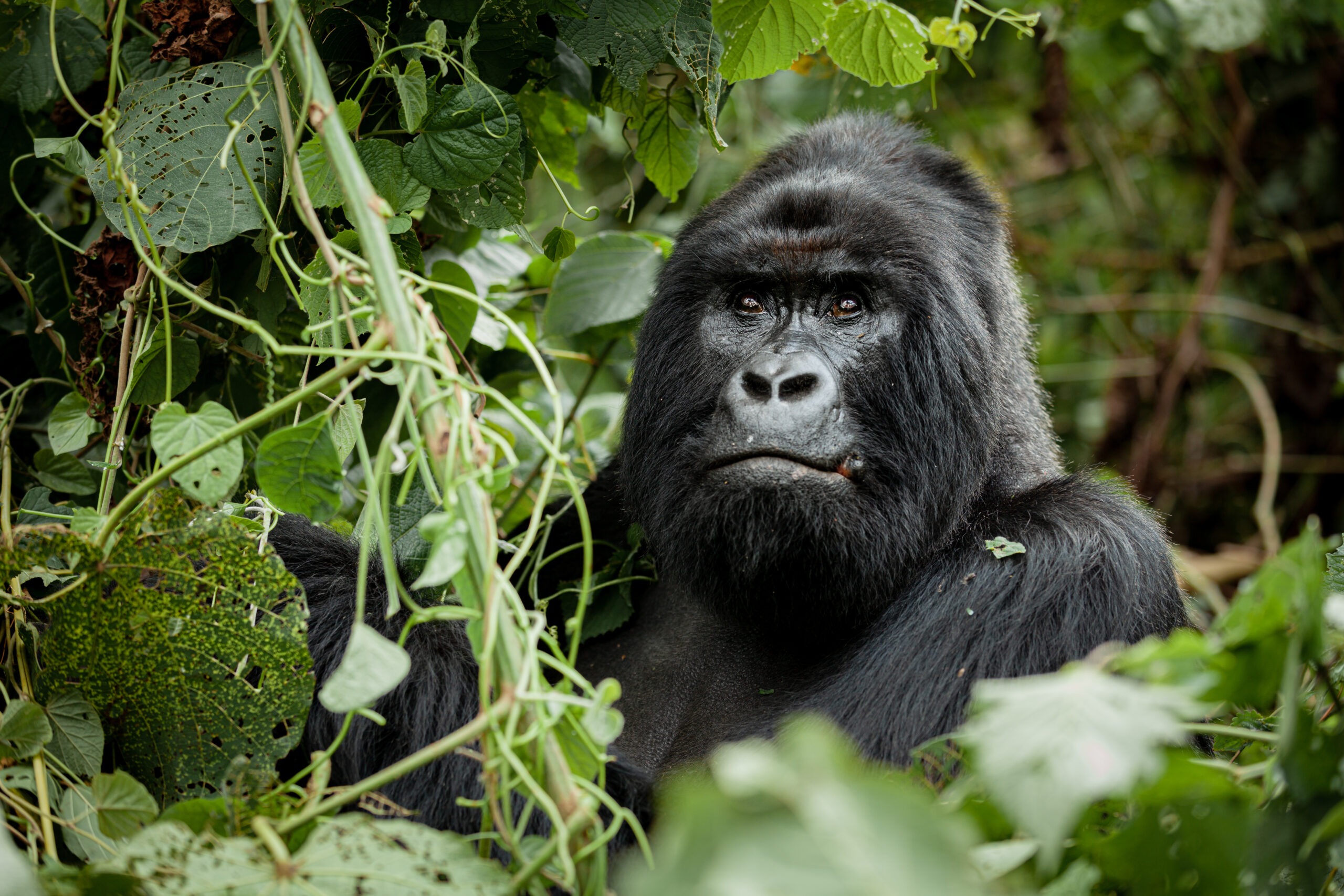 gorilla-trekking-uganda Gorilla trekking safaris in Uganda & Rwanda