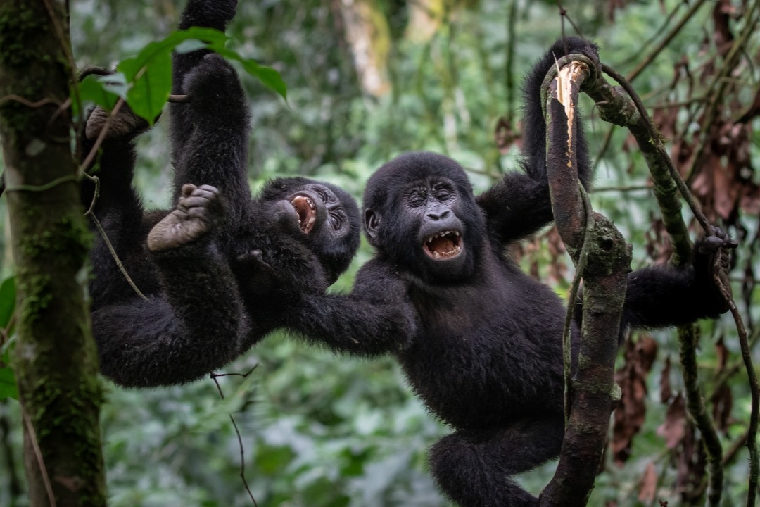 gorilla trekking in Ruhija region Bwindi