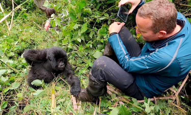 gorilla touching tourist in Bwindi