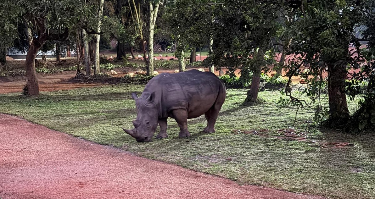 Rhino tracking in Uganda