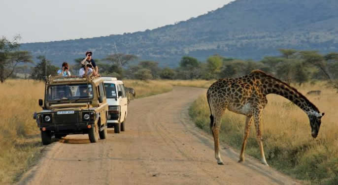 game-drives-murchison - Mumwe Safaris Uganda Game drives in Murchison falls national park