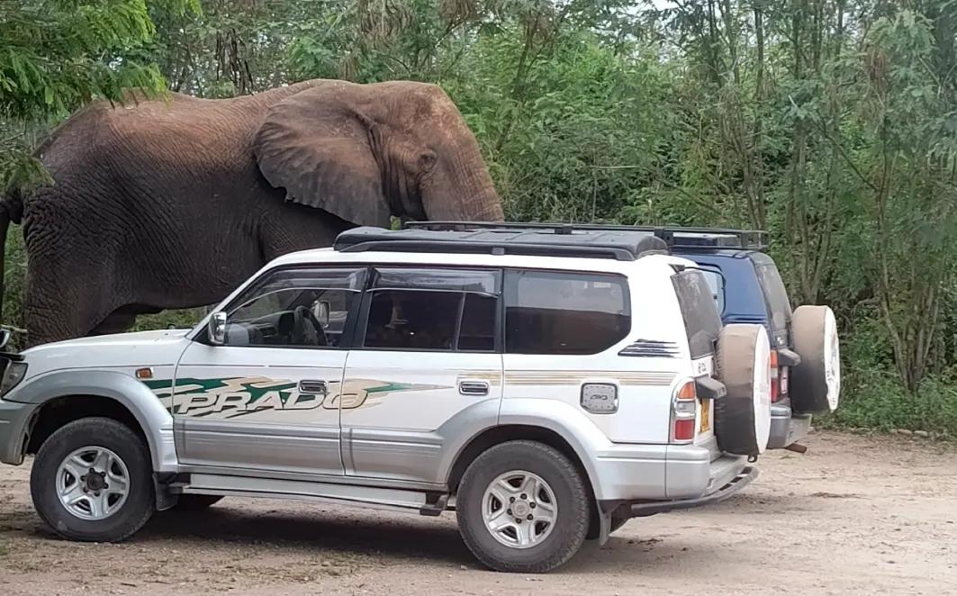 Bwindi On A Budget: Rent A 4×4, Book Permits & Save $400