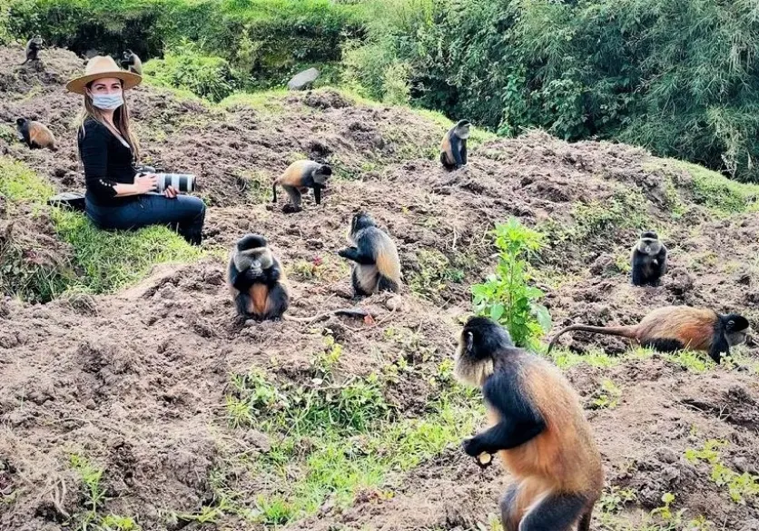 golden monkey tracking