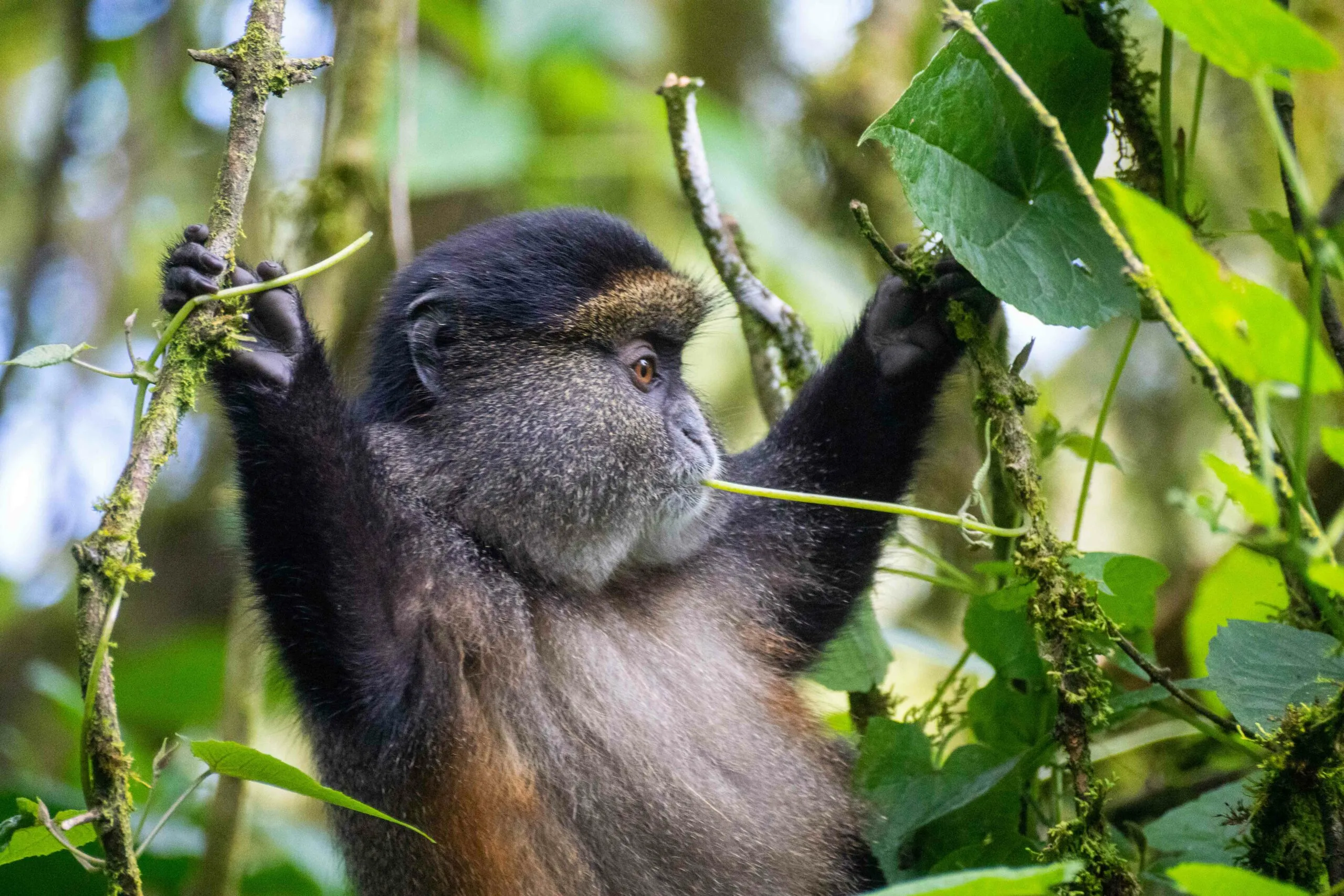 Golden Monkeys