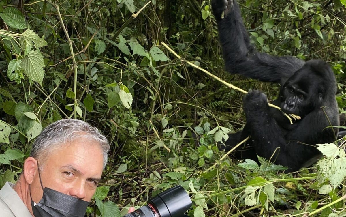 Gorilla trekking