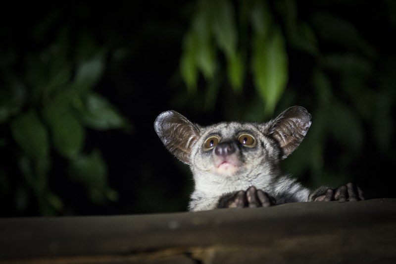 bush-baby-night-safari-uganda - Mumwe Safaris Uganda Small nocturnal animal with large ears and amber eyes peering over a wooden ledge at night.