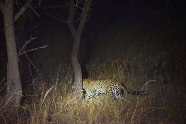 night-game-drives-leopard - Mumwe Safaris Uganda Night safaris