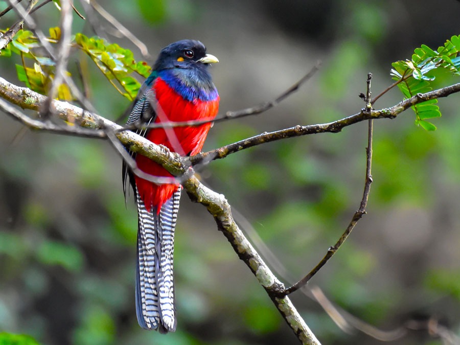 birding-lake-bunyonyi - Mumwe Safaris Uganda Colorful bird with blue head, red chest, and long striped tail perched on a branch in a green background.