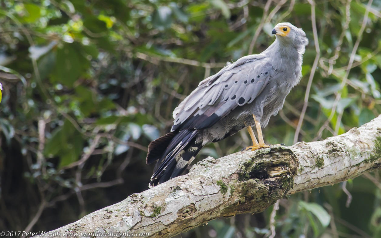 BOA08602a Harrier-Hawk African 1 Botanical Gardens Entebbe Ugand - Mumwe Safaris Uganda A gray raptor with yellow beak and legs perches on a mossy tree branch in a dense green forest.