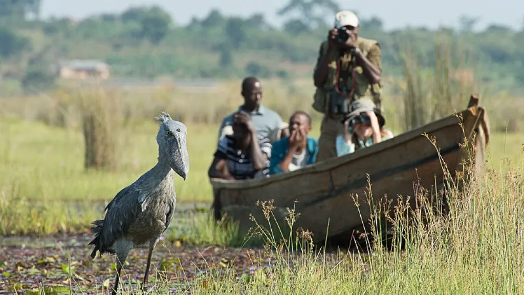 Bird Photography In Uganda: Beginner’s Guide