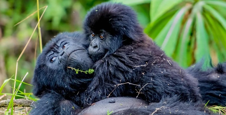 Gorilla Permit And Car Hire: How To Book & Avoid Mistakes