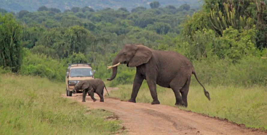 Self Drive To Queen Elizabeth National Park: Lions & Tips