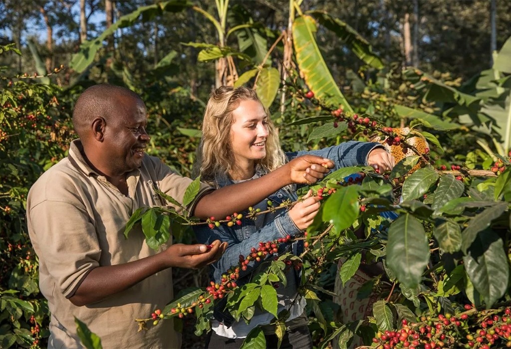 sipi-falls-coffee-tours - Mumwe Safaris Uganda sipi falls coffee tour